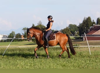 Freiberger, Gelding, 3 years, 15 hh, Brown