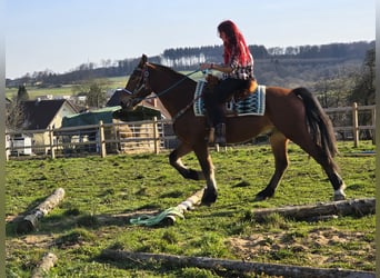 Freiberger, Gelding, 3 years, 15 hh, Brown