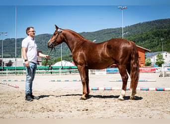 Freiberger, Gelding, 3 years, 15 hh, Chestnut-Red