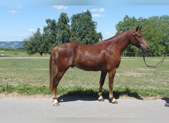 Freiberger, Gelding, 3 years, 15 hh, Chestnut