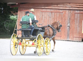 Freiberger, Gelding, 3 years, 15 hh, Chestnut
