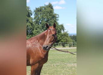 Freiberger, Gelding, 3 years, 15 hh, Chestnut