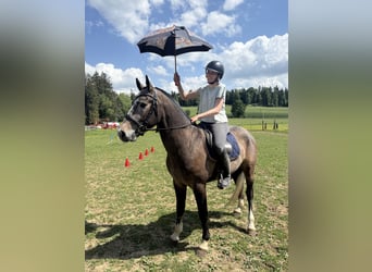 Freiberger, Gelding, 3 years, 15 hh, Grey