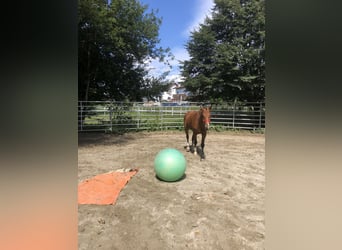 Freiberger, Gelding, 3 years, 15,1 hh, Brown