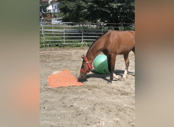 Freiberger, Gelding, 3 years, 15,1 hh, Brown