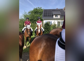 Freiberger, Gelding, 3 years, 15,2 hh, Bay-Dark