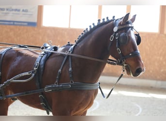 Freiberger, Gelding, 3 years, 15,2 hh, Brown