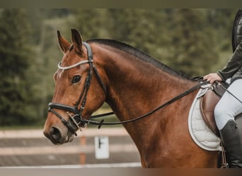 Freiberger, Gelding, 3 years, 15,2 hh, Brown
