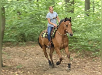 Freiberger, Gelding, 3 years, 15,2 hh, Brown