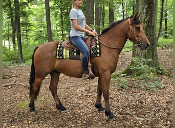 Freiberger, Gelding, 3 years, 15,2 hh, Brown