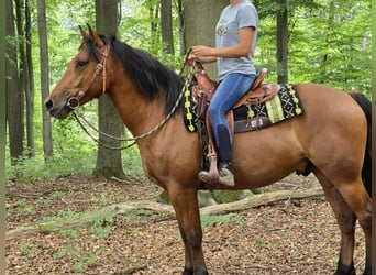 Freiberger, Gelding, 3 years, 15,2 hh, Brown