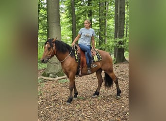Freiberger, Gelding, 3 years, 15,2 hh, Brown