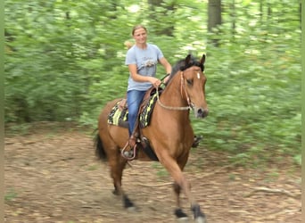 Freiberger, Gelding, 3 years, 15,2 hh, Brown