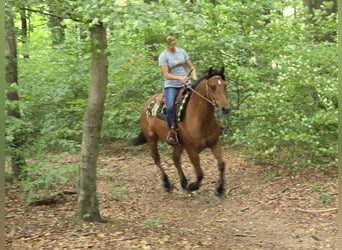 Freiberger, Gelding, 3 years, 15,2 hh, Brown
