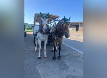 Freiberger, Gelding, 3 years, 15,2 hh, Can be white