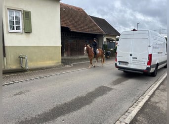 Freiberger, Gelding, 3 years, 15,2 hh, Chestnut-Red