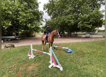 Freiberger, Gelding, 3 years, 15,2 hh, Chestnut-Red