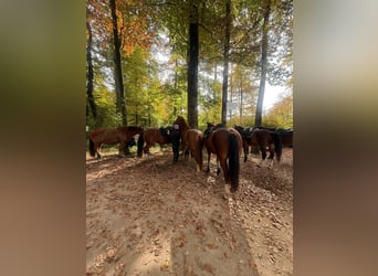 Freiberger, Gelding, 3 years, 15,2 hh, Chestnut-Red
