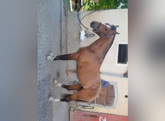 Freiberger, Gelding, 3 years, 16 hh, Brown