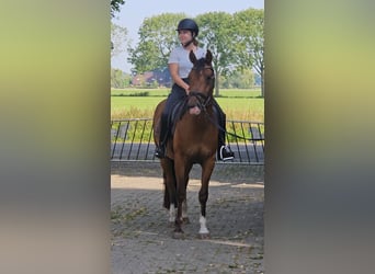 Freiberger, Gelding, 3 years, 16 hh, Brown