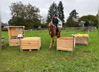 Freiberger, Wallach, 3 Jahre, 16 hh, Fuchs