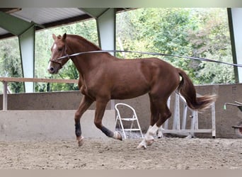 Freiberger, Gelding, 3 years, 16 hh, Chestnut-Red
