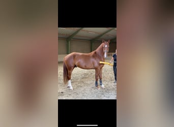 Freiberger, Gelding, 3 years, 16 hh, Chestnut-Red