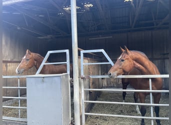 Freiberger, Gelding, 3 years, 16 hh, Chestnut-Red