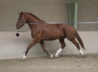 Freiberger, Gelding, 3 years, 16 hh, Chestnut-Red
