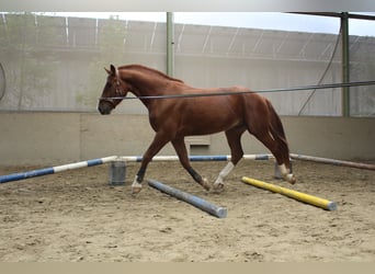 Freiberger, Gelding, 3 years, 16 hh, Chestnut-Red