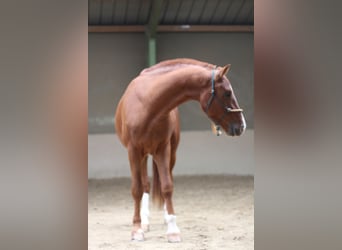Freiberger, Gelding, 3 years, 16 hh, Chestnut-Red