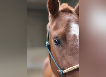 Freiberger, Gelding, 3 years, 16 hh, Chestnut-Red