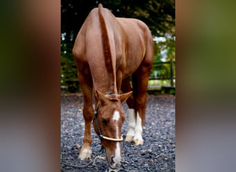 Freiberger, Gelding, 3 years, 16 hh, Chestnut-Red