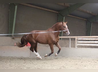 Freiberger, Gelding, 3 years, 16 hh, Chestnut-Red