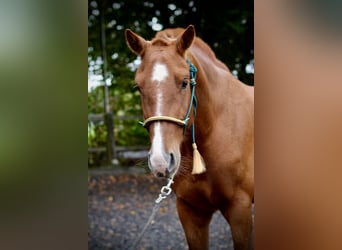 Freiberger, Gelding, 3 years, 16 hh, Chestnut-Red