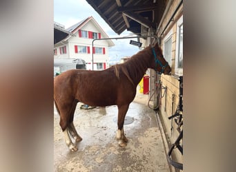 Freiberger, Gelding, 3 years, 16,2 hh, Chestnut-Red
