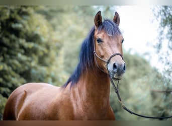 Freiberger, Gelding, 3 years, Brown