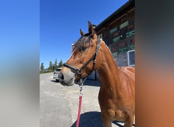Freiberger, Gelding, 3 years, Brown