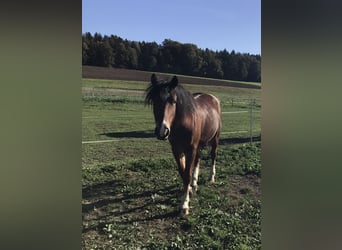 Freiberger, Gelding, 4 years, 14.2 hh, Brown