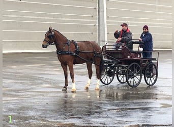 Freiberger, Gelding, 4 years, 14,3 hh, Brown