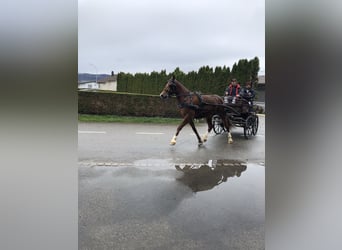 Freiberger, Gelding, 4 years, 14,3 hh, Brown