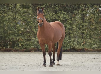 Freiberger, Gelding, 4 years, 15.1 hh, Brown