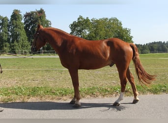Freiberger, Gelding, 4 years, 15.1 hh, Chestnut-Red Freiberger, Gelding, 4 years, 15.1 hh, Chestnut-Red