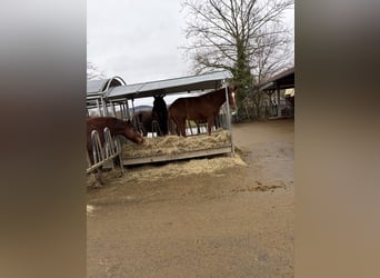 Freiberger, Gelding, 4 years, 15.2 hh, Chestnut