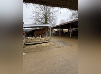 Freiberger, Gelding, 4 years, 15.2 hh, Chestnut