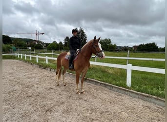 Freiberger, Gelding, 4 years, 15.2 hh, Chestnut-Red