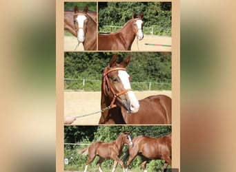 Freiberger, Gelding, 4 years, 15.2 hh, Chestnut-Red