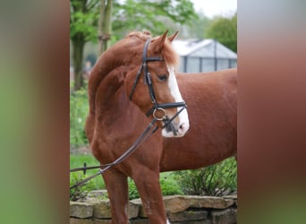 Freiberger, Gelding, 4 years, 15.2 hh, Chestnut-Red