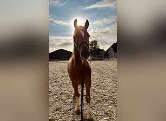 Freiberger, Gelding, 4 years, 15 hh, Chestnut-Red