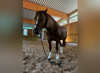 Freiberger, Gelding, 4 years, 15,1 hh